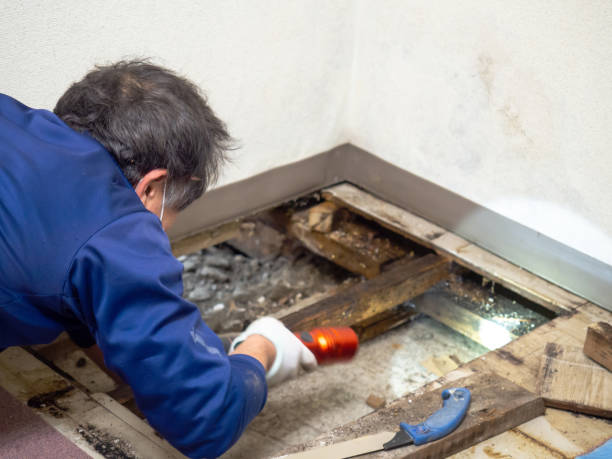 Hollywood, SC Mold Removal Company