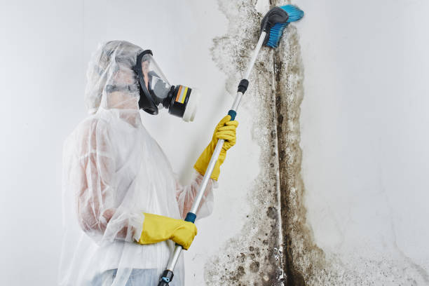Mold Testing and Removal in Hollywood, SC