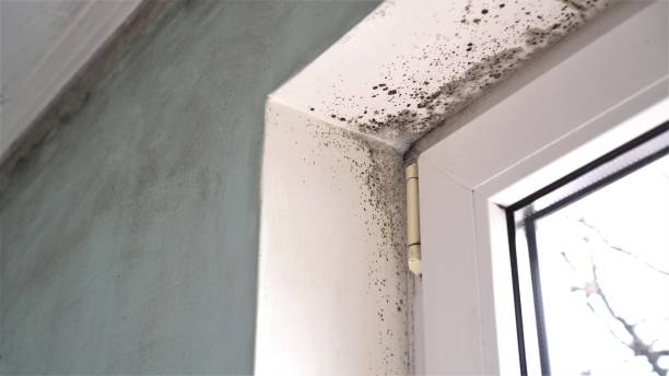 Attic Mold Removal in Hollywood, SC