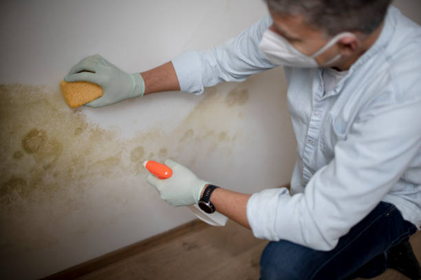 Best Mold Removal Company Near Me  in Hollywood, SC