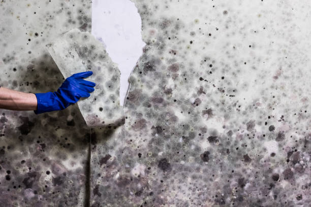 Best Attic Mold Removal  in Hollywood, SC