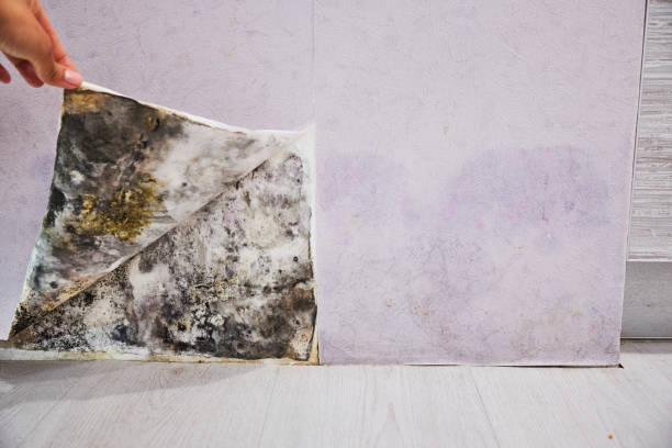 Best Residential Mold Removal  in Hollywood, SC
